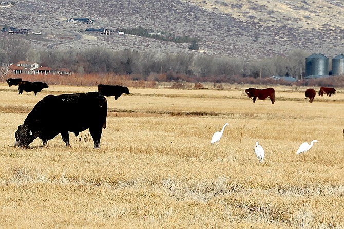 It was more like egrets and agriculture on Christmas morning north of Muller Lane.