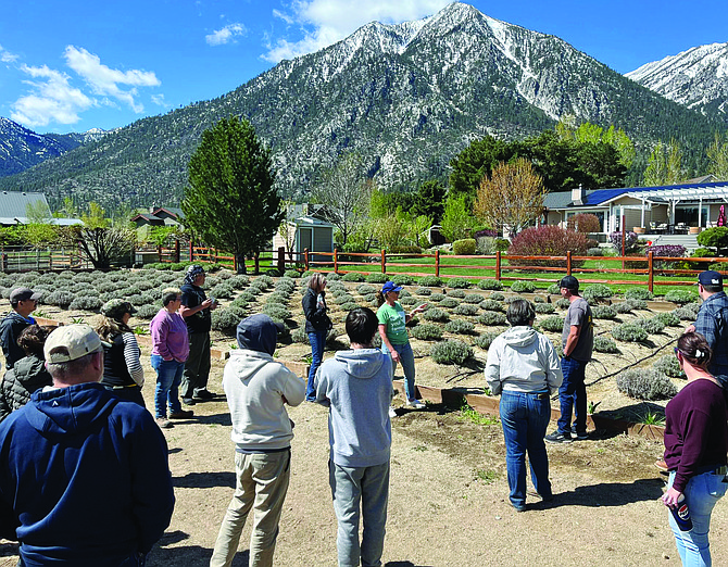 Participants in last year’s certification program for producers enjoyed a tour stop at Sierra Shadows Lavender and Honey Farm in Gardnerville.