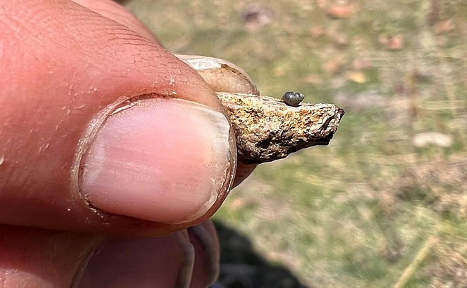 A Kings River pryg seen April 7, 2022. The springsnail is found in 13 isolated springs around Thacker Pass, 200 miles northeast of Reno.