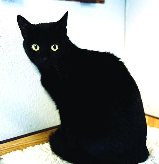 Louise is a beautiful black 1-year-old domestic shorthair who has captivating green eyes and a lovely, sweet disposition. She came to CAPS from a hoarding situation and is looking for a calm home where she can relax and learn to appreciate her surroundings.