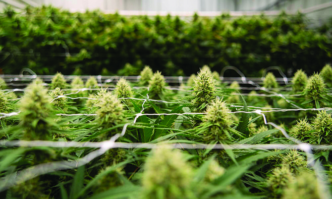 Mature cannabis plants as seen in a Grow room during a tour of Green Life Productions, a cannabis cultivation facility in Pahrump on Oct. 6, 2022.