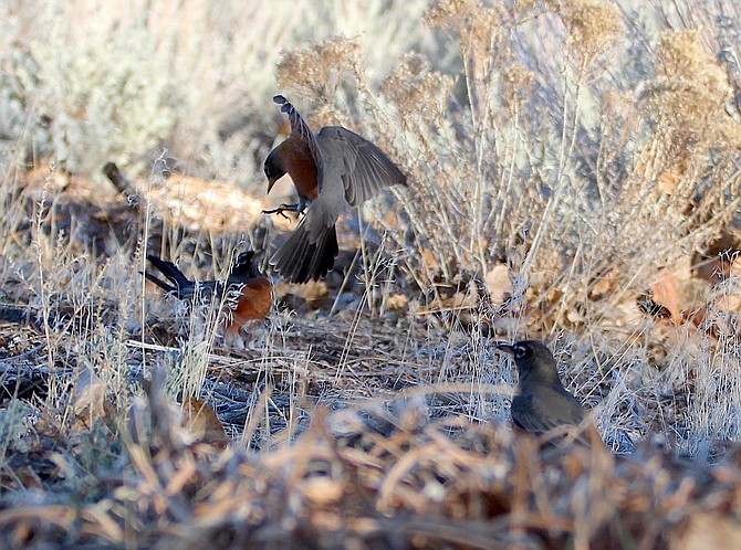 Robins in the sage brush north of Genoa on Wednesday afternoon.