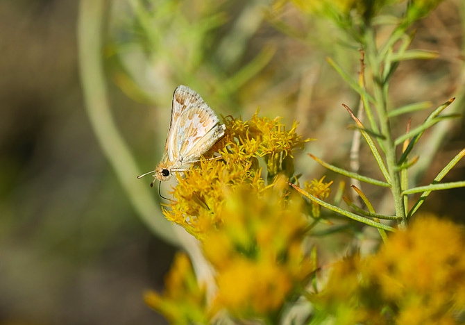 Bleached sandhill skipper in the meadows at Baltazor Hot Spring in Humboldt County.