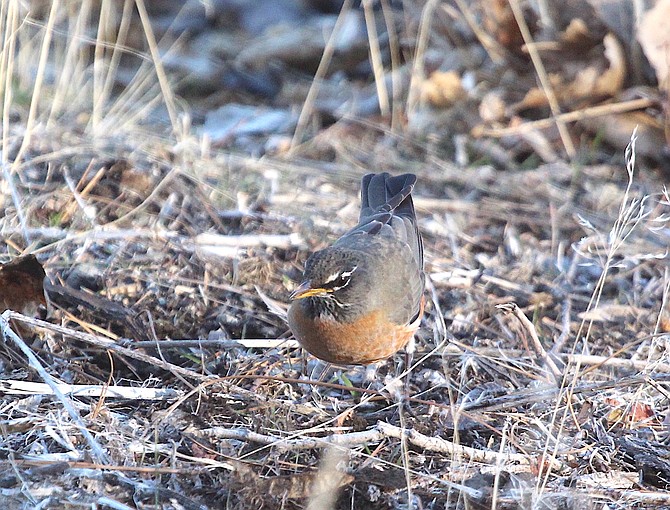 An American robin forages in the sagebrush north of Genoa.