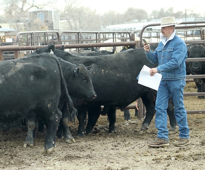 Annual bull sale opens next week | Carson City’s Trusted News Source ...
