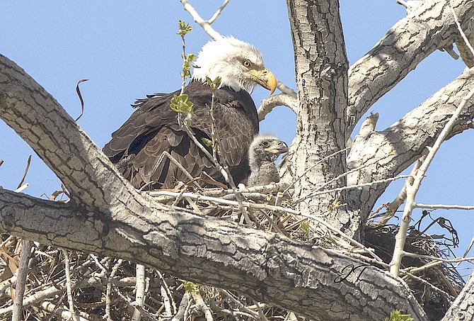 An eagle and young in a nest.