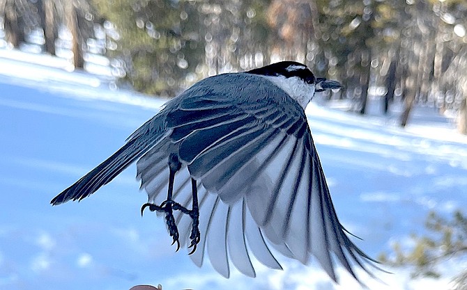 A mountain chickadee in flight.