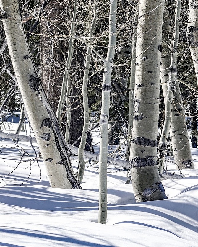 ‘Aspen Snows’ cropped by John Warden.