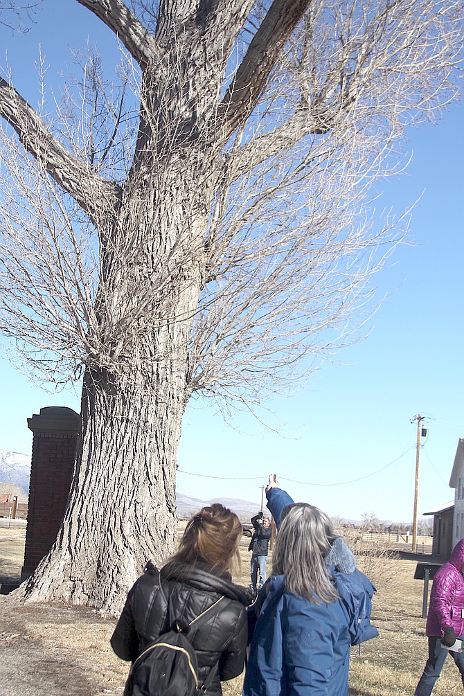Sonora resident Kari Hornberger points to an owl in a tree at the Dangberg Historic Home Ranch on Saturday during Eagles and Agriculture.