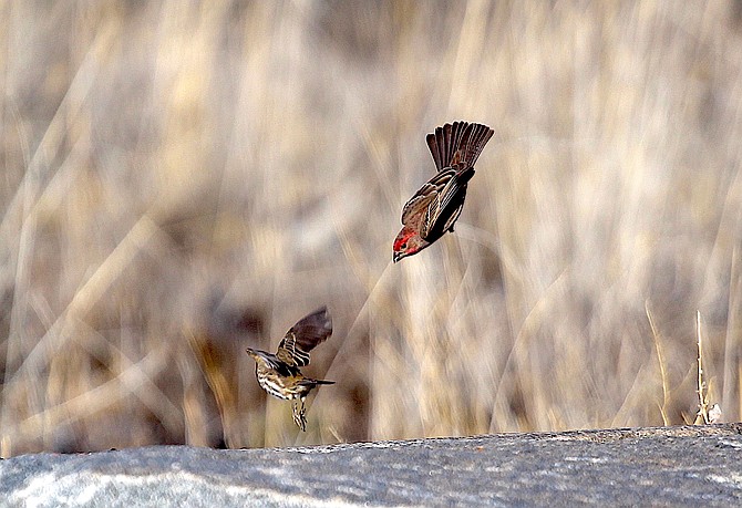A house finch divebombs a female as they scrap over seed left out for them at the River Fork Ranch on Saturday.