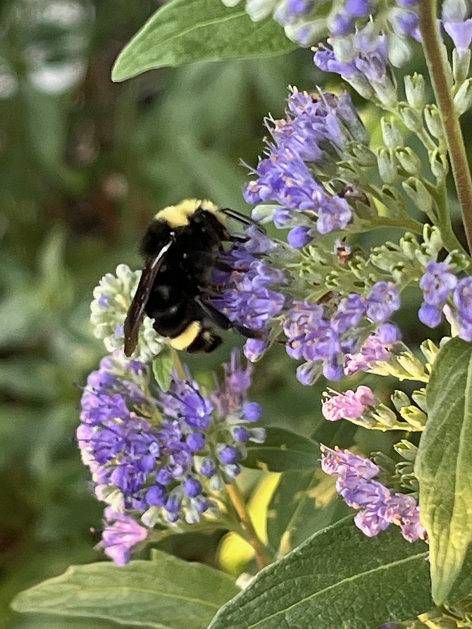 A yellow-faced bumblebee in a Ranchos backyard.