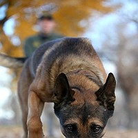 Retired Carson City Sheriff’s Office K9 dies