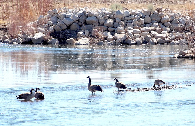 Geese wade in the East Fork of the Carson River last weekend. A winter weather advisory has been issued for portions of Western Nevada and the Great Basin above 5,000 feet.
