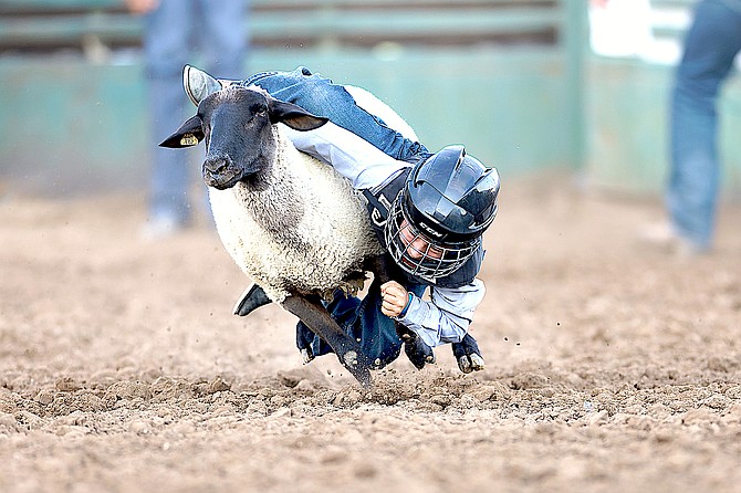 A mutton buster rides in the Douglas County Rodeo in September.