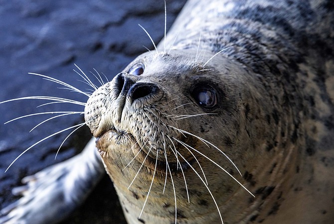 The Seattle Aquarium is mourning the loss of Barney, the beloved 39-year-old harbor seal.