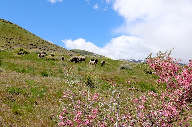Sheep grazing cheatgrass in the hills west of Curry Street, south of C-Hill, while desert peach bloomed April 26, 2024.