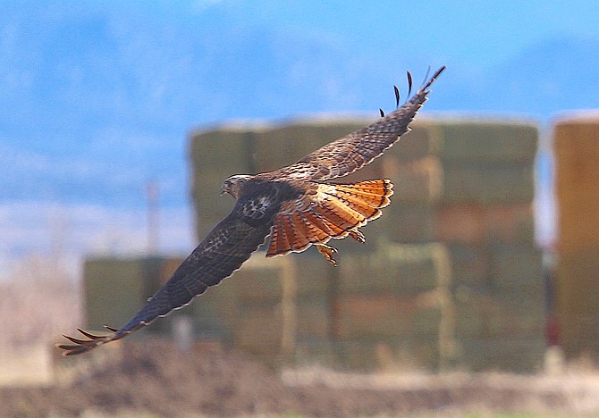 A red tail hawk takes flight near Muller Lane.