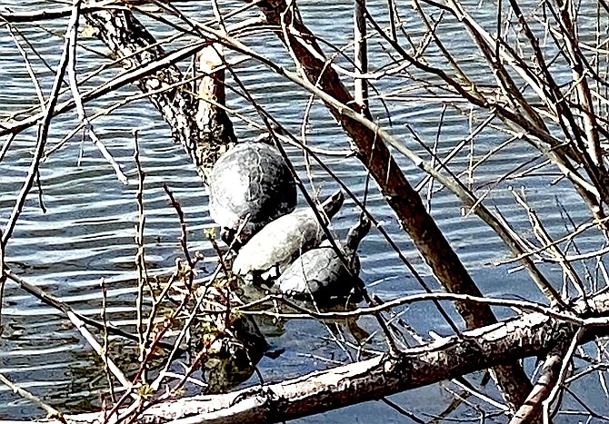Turtles sun themselves at Jake's Wetlands in a photo by Robin Sarantos.