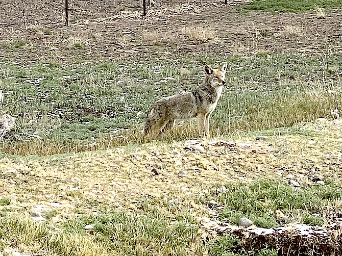 The trickster out for a walk in Minden on April Fool's Day. Photo special to The R-C by Robin Sarantos
