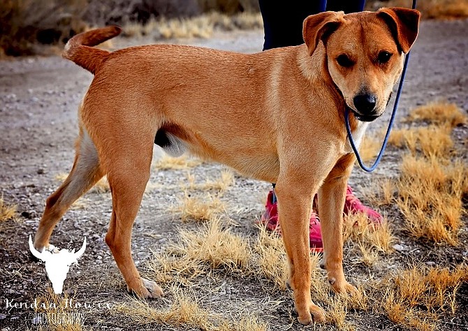 Big Guy is a handsome three-year-old Labrador Retriever/Border Collie. Rescued from a hoarding situation he is shy and fearful around new people but once he is comfortable he is your friend.