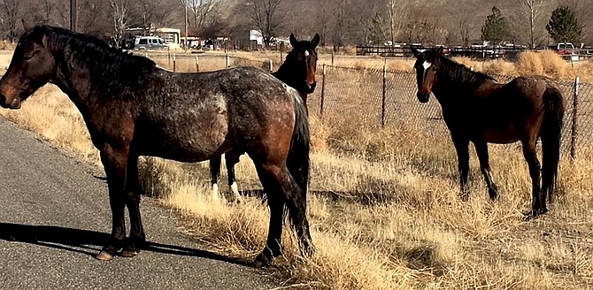 The Bureau of Land Management is seeking public comment for a proposed Lahontan Wild Horse gather between Churchill and Lyon counties. Wild horses are common along U.S. 50 between Dayton and Silver Springs.