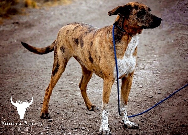 Bambi is an adorable 1-year-old mixed breed. She is full of energy and might be part kangaroo because she is an impressive jumper. Bambi loves being around people and enjoys attention.