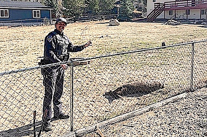 Nevada Department of Wildlife Game Warden James Mortimore stands with the wire that snagged Notch the doe in Sheridan Acres. That’s Notch sleeping off the sedative.