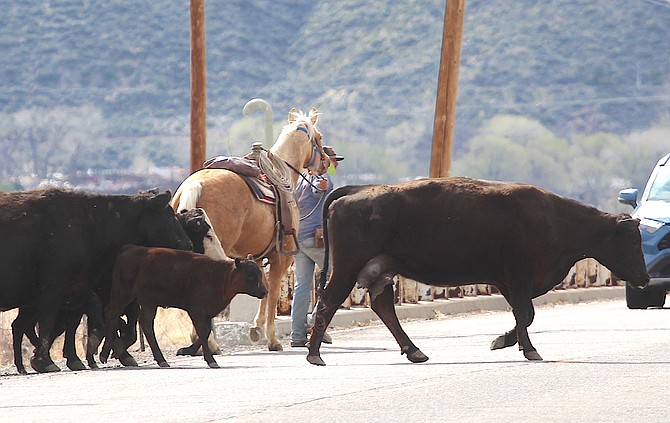Traffic was stopped Tuesday afternoon on Muller Lane as cattle were shifted from the south to north field.