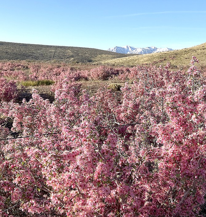 The desert peach is taking over the burned area just west of Jacks Valley Elementary School. Photo special to The R-C by Joyce Hollister