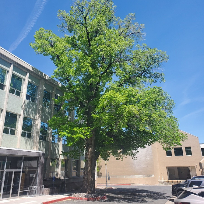 The Nevada Washington Elms stands at the corner of the Blasdel Building, named for Nevada’s first governor, Henry Goode Blasdel (January 20, 1825 – July 26, 1900).