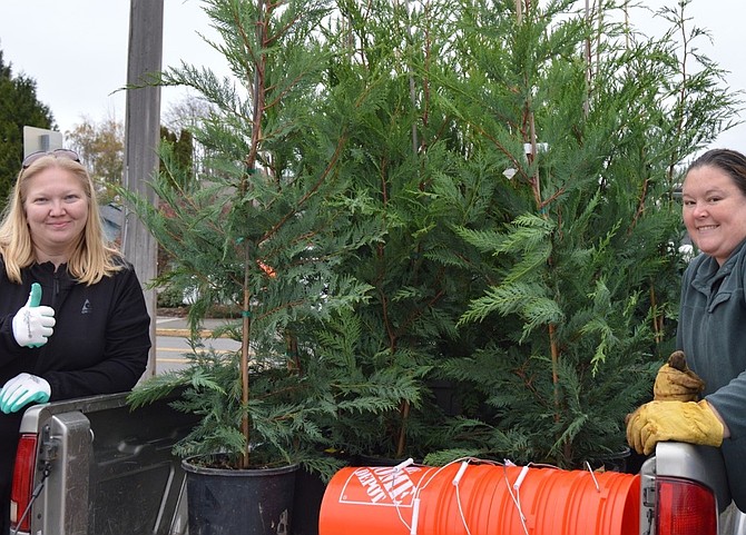 A selection of five to seven gallon, 10-plus foot tall trees are available for $10-$30.