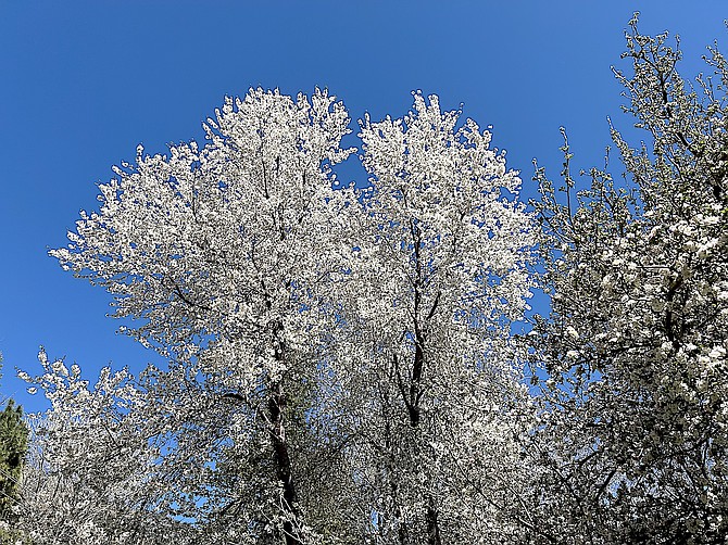 A tall cherry tree blooms as it reaches for a deep blue Nevada sky on Sunday morning just north of Genoa.
