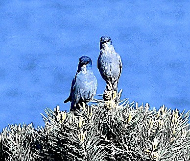 Two pinyon jays perch at the top of a piñon pine near Topaz Lake in 2024.