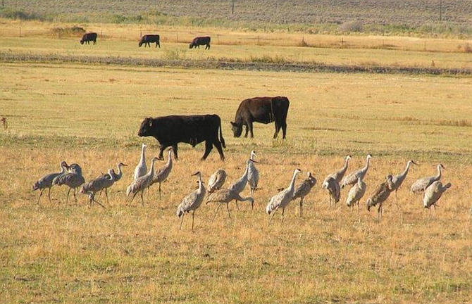 The University of Nevada Extension will host a workshop June 5 to help livestock producers prepare for outbreaks of foreign animal diseases.