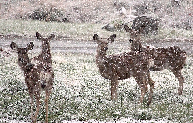 Deer stop by for a visit as snow falls north of Genoa on Saturday morning.
