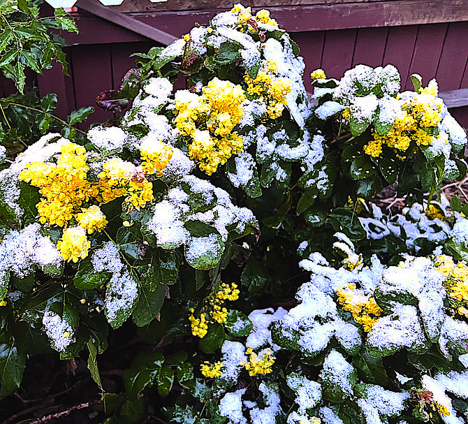 Snow among the yellow blooms on an Oregon grape in Genoa on Saturday morning.