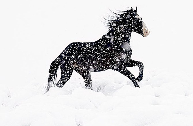 A Pine Nut wild horse runs in a snowstorm on Saturday.