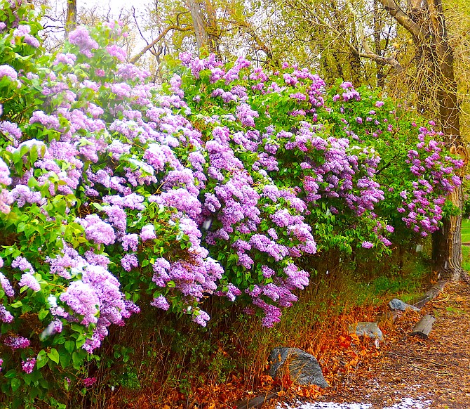 The lilacs at Mormon Station State Historic Park got a little bit of snow on Saturday.