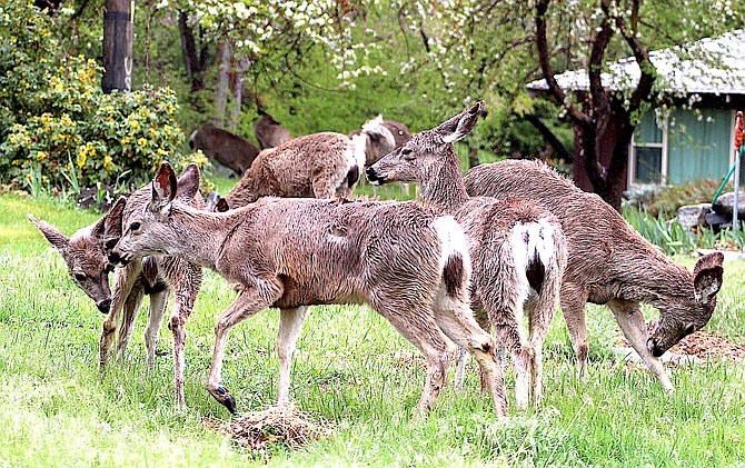 Wet deer near Genoa after Saturday's storm.