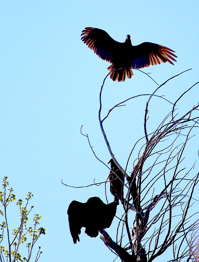 A vulture spreads its wings in the sun above the River Fork Ranch on Tuesday morning. A committee of the big birds have been flying about Nevada's Oldest Town recently.