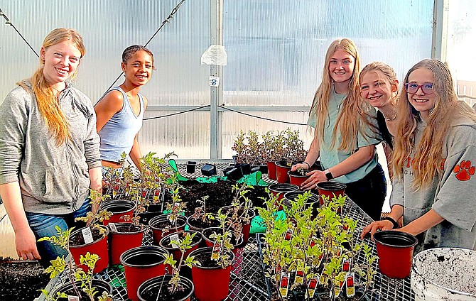 Douglas High School FFA students Sarah Brown, Anna Jones, Hailey Latshaw, Saria Dempsey, and Izzy Lindstrom in the greenhouse on Thursday.