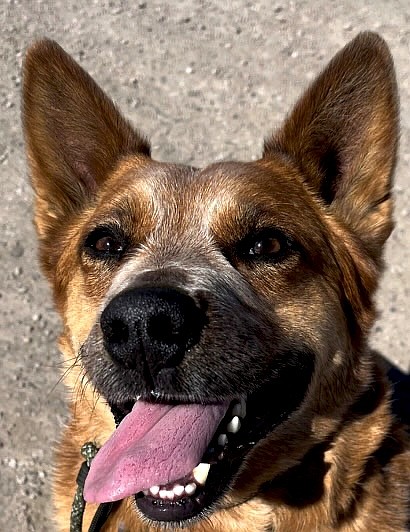 Rusty is a striking 4-year-old Red Australian Cattle Dog. Because of his owner’s death, he recently returned to CAPS. He is intelligent, energetic, enjoys walking, loves to play tug and herd his soccer ball.