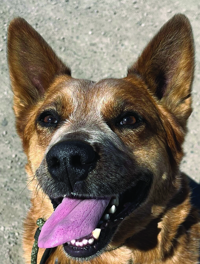 Rusty is a striking 4-year-old Red Australian Cattle Dog. Because of his owner’s death, he recently returned to CAPS. He is intelligent, energetic, enjoys walking, loves to play tug, and herding his soccer ball.