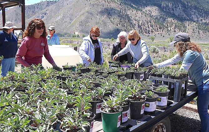 Volunteers helped unload plants for Saturday's second annual Adaptive Native and Native Plant Sale at the River Fork Ranch in Genoa on Wednesday.