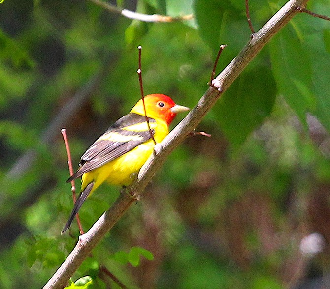 A malewestern tanager flew past me and lighted in a tree right behind my house on Saturday long enough for a portrait. I'm using iNaturalist to ID birds lately. The Alpine Watershed Group is meeting 9 a.m. to noon Friday at Turtle Rock Park to learn how to use the iNaturalist mobile app. Email awg.isabella@gmail.com to RSVP and for information.