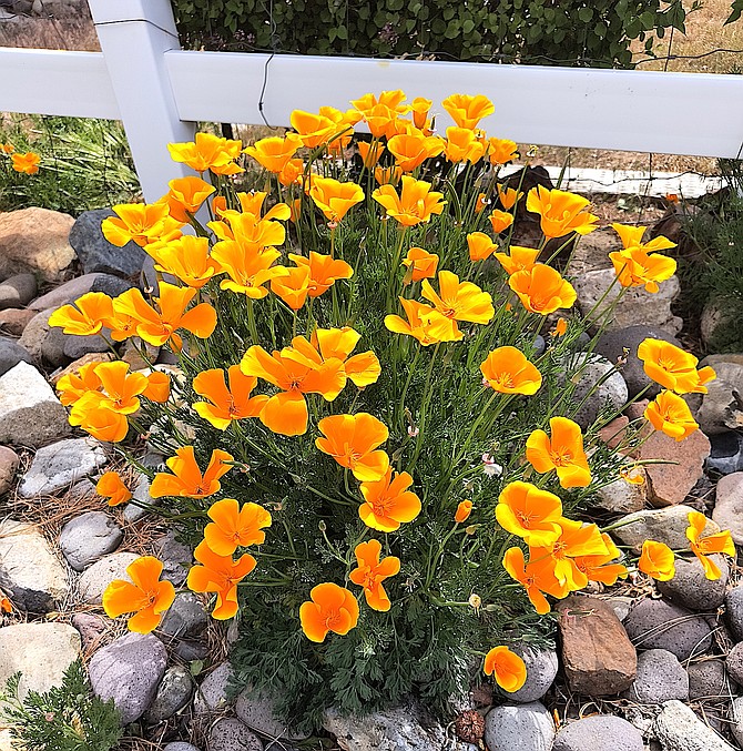 California poppies bloom in this photo taken by Ellie Waller.