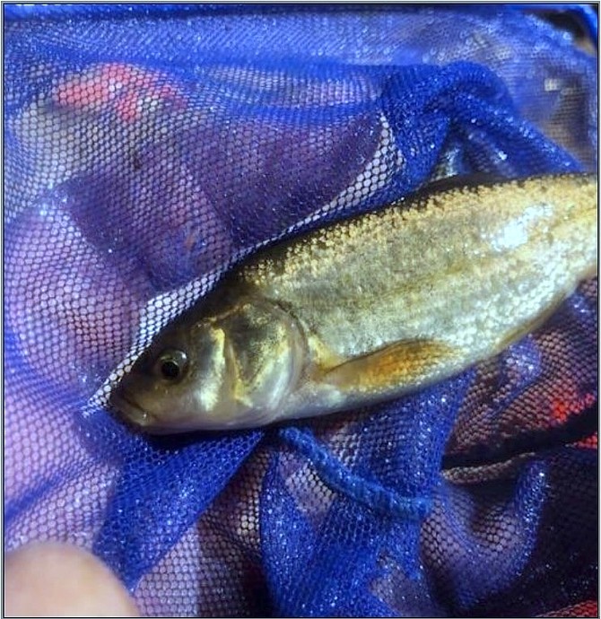 Fish Lake Valley tui chub.