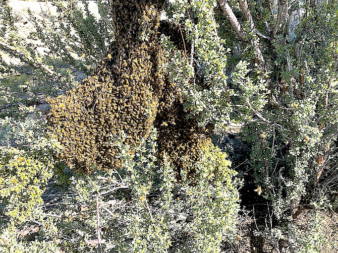 A swarm of bees found a new home after they turned up at beekeeper Jeff Garvin's place in Fredericksburg on Wednesday. "When you are a beekeeper you know the unmistakable sound of honey bees swarming," he said. "I heard that on my property yesterday and found this swarm clustering on some sage."
