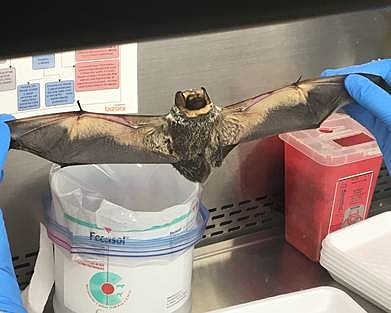 Two positive cases of rabies in bats have been detective in Carson City and Washoe County, The Nevada Department of Agriculture Animal Disease Laboratory confirmed.