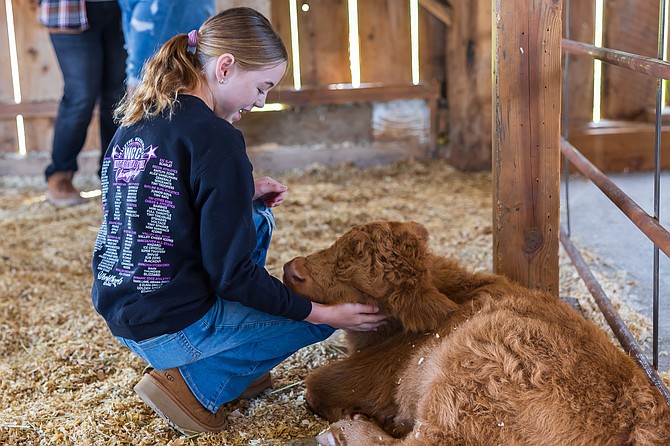 Bailey, from Snohomish, pets a Scottish Highland calf at Luckie Farms Thursday, May 22. Luckie Farms, on Sunnyside Boulevard in Lake Stevens, plans to host visitors on paid farm tours to meet their Scottish Highland calves, yaks, horses, reindeer, donkeys and more on select dates on Thursdays, Fridays, Saturdays and Sundays through August. Advance reservations are recommended through www.luckiefarms.com . Prices range from $30-$50 per person for ages 3 and up, free under age 2.